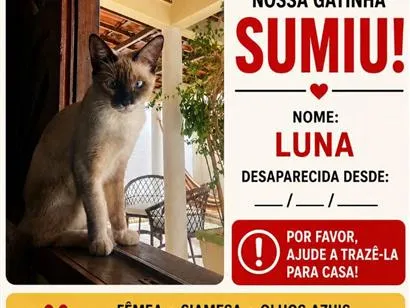 Gato raça Siamês idade 1 ano nome Luna