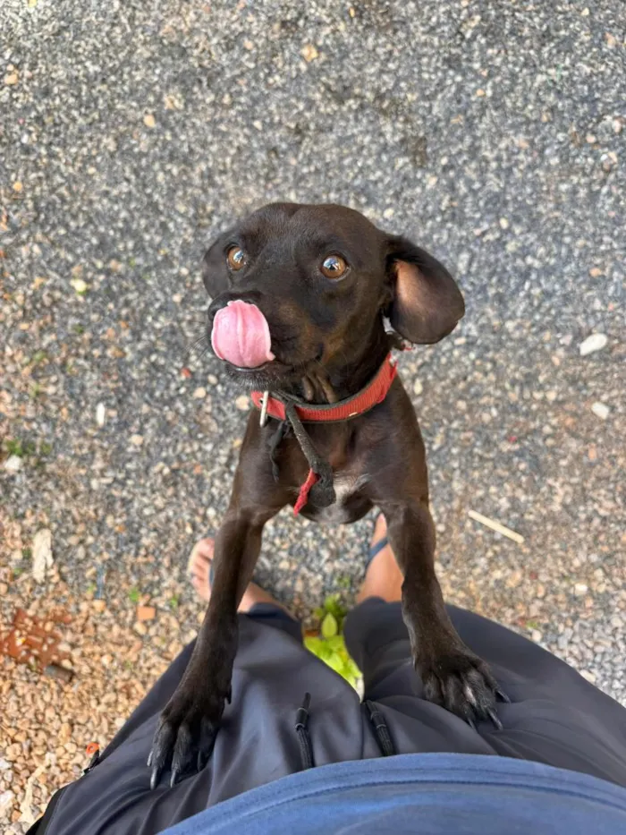 Cachorro raça SRD-ViraLata idade 6 ou mais anos nome kiko