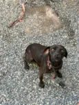 kiko