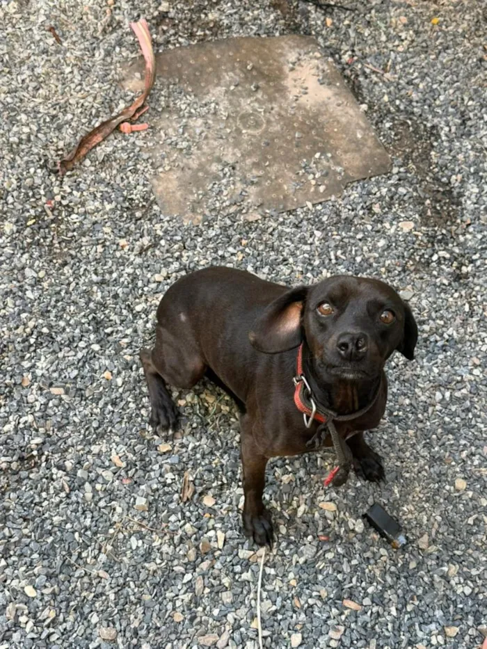 Cachorro raça SRD-ViraLata idade 6 ou mais anos nome kiko