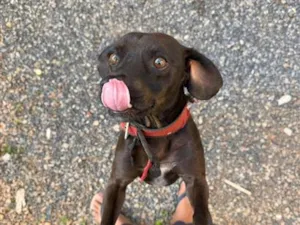 Cachorro raça SRD-ViraLata idade 6 ou mais anos nome kiko