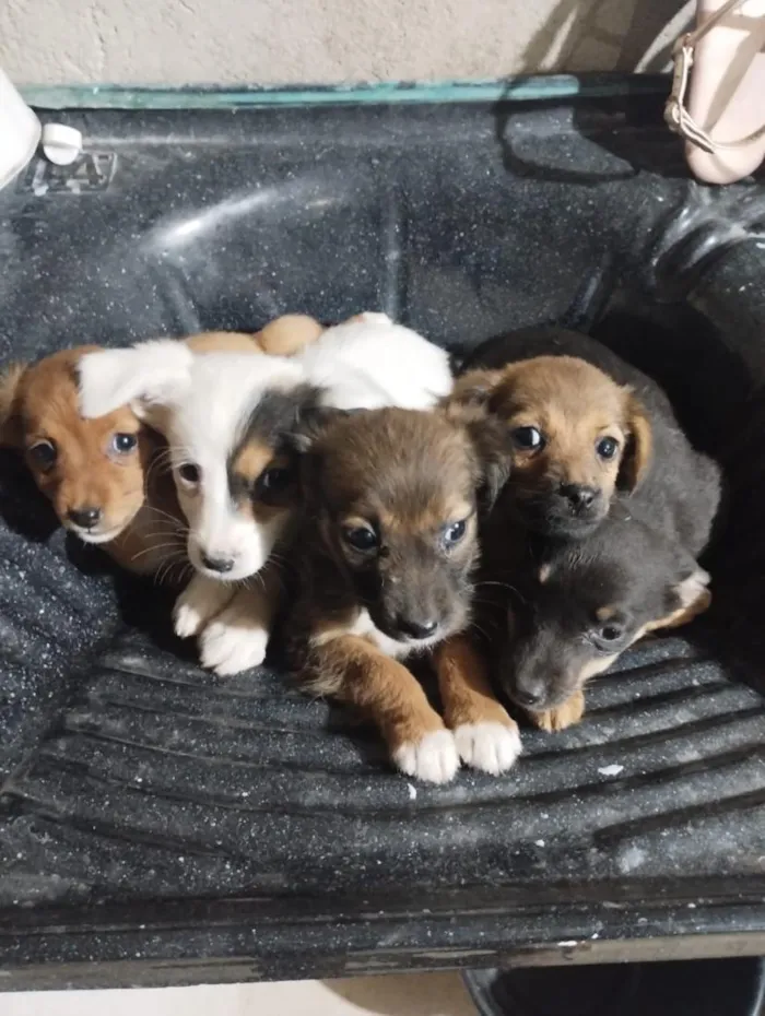 Cachorro raça SRD-ViraLata idade 2 a 6 meses nome São filhotes ainda não tem nomes 