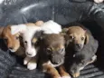 São filhotes ainda não tem nomes 