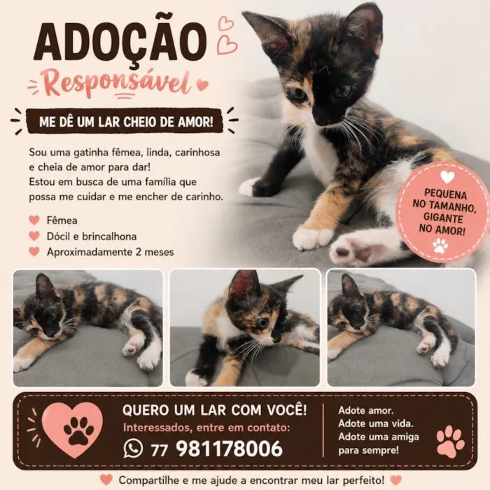 Gato raça SRD-ViraLata idade 2 a 6 meses nome Sem nome