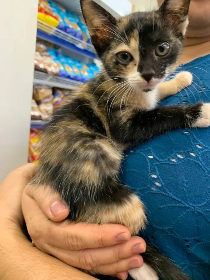 Gato raça SRD-ViraLata idade 2 a 6 meses nome Sem nome