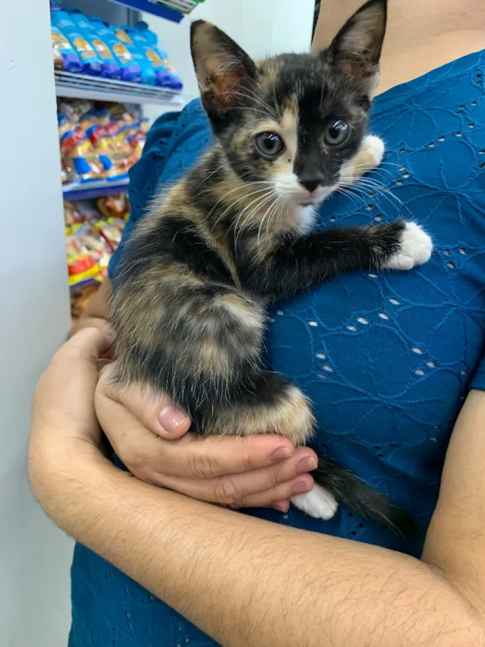Gato raça SRD-ViraLata idade 2 a 6 meses nome Sem nome