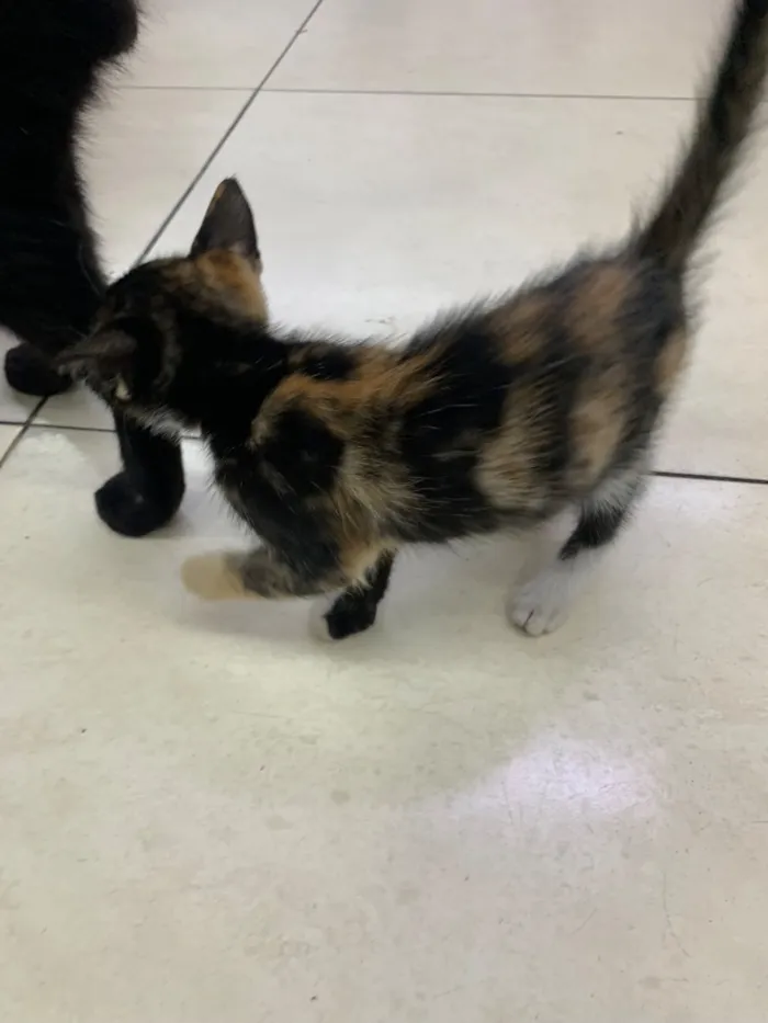Gato raça SRD-ViraLata idade 2 a 6 meses nome Sem nome