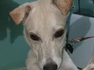 Cachorro raça SRD-ViraLata idade 2 a 6 meses nome Dorinha