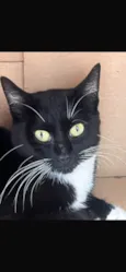 Frajolinha