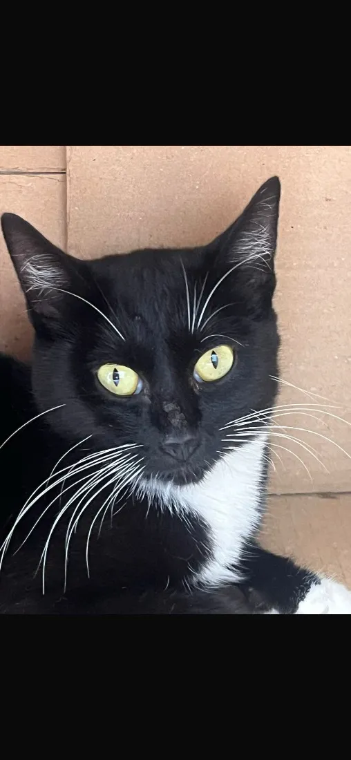 Gato raça SRD-ViraLata idade 1 ano nome Frajolinha