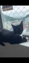 Frajolinha