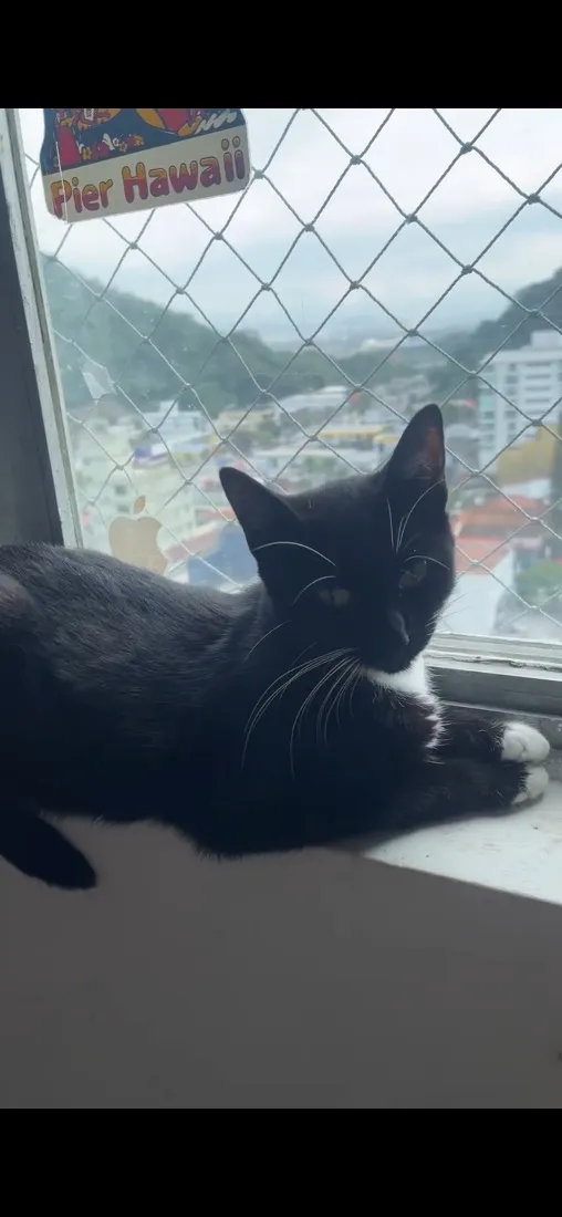 Gato raça SRD-ViraLata idade 1 ano nome Frajolinha