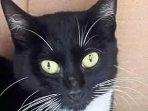 Gato raça SRD-ViraLata idade 1 ano nome Frajolinha