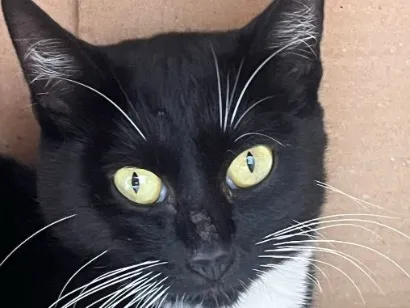 Gato raça SRD-ViraLata idade 1 ano nome Frajolinha