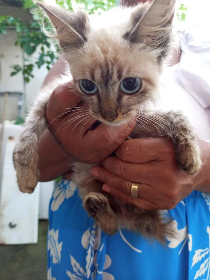 Gato raça SRD-ViraLata idade 2 a 6 meses nome Pingu