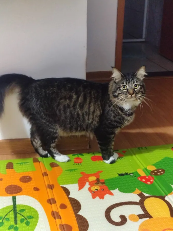 Gato raça SRD-ViraLata idade 4 anos nome Ravick