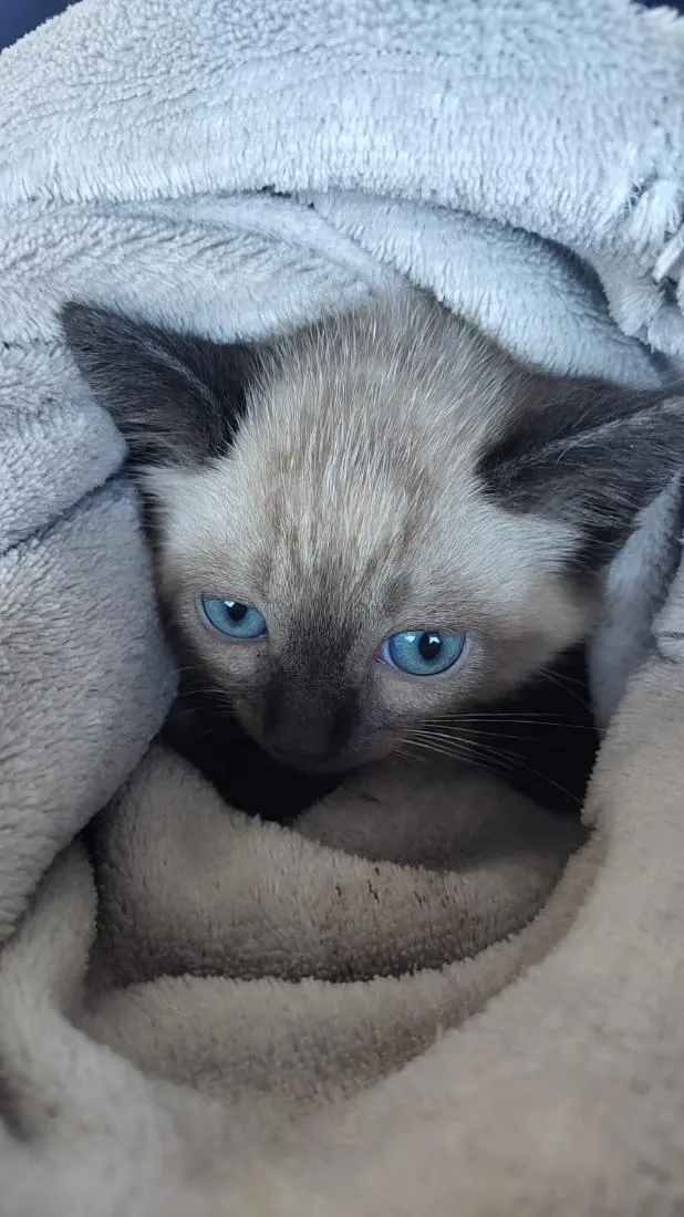 Gato raça Siamês idade 2 a 6 meses nome nao tem nome