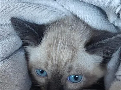 Gato raça Siamês idade 2 a 6 meses nome nao tem nome