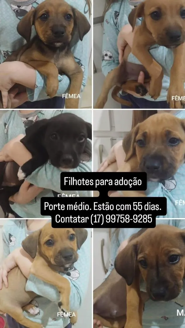 Gato raça SRD-ViraLata idade 2 a 6 meses nome filhotes