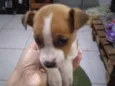 Filhotes de fox paulistinha
