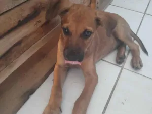 Cachorro raça SRD-ViraLata idade 2 a 6 meses nome Luna e Rex