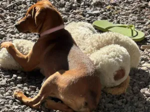 Cachorro raça SRD-ViraLata idade 2 a 6 meses nome Ayla 