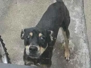 Cachorro raça SRD-ViraLata idade 2 a 6 meses nome safira