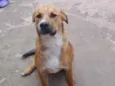 Aldinho