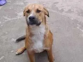 Cachorro raça SRD-ViraLata idade 7 a 11 meses nome Aldinho