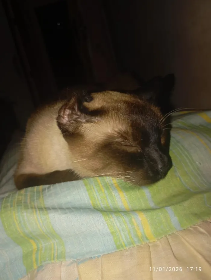 Gato raça Siamês idade 3 anos nome Mily