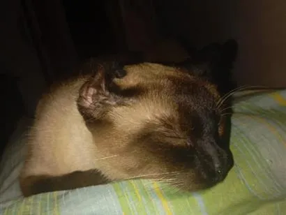 Gato raça Siamês idade 3 anos nome Mily