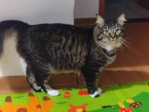 Gato raça SRD-ViraLata idade 4 anos nome Ravick