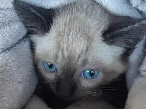 Gato raça Siamês idade 2 a 6 meses nome nao tem nome