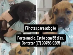 Gato raça SRD-ViraLata idade 2 a 6 meses nome filhotes