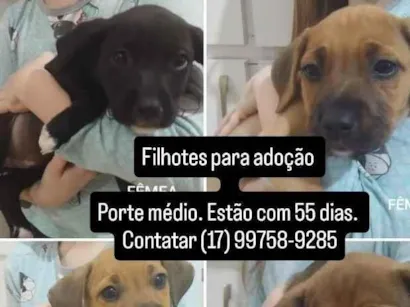 Gato raça SRD-ViraLata idade 2 a 6 meses nome filhotes