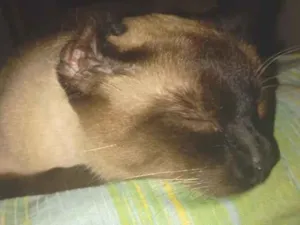 Gato raça Siamês idade 3 anos nome Mily