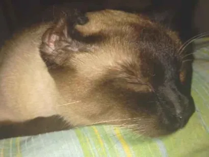 Gato raça Siamês idade 3 anos nome Mily