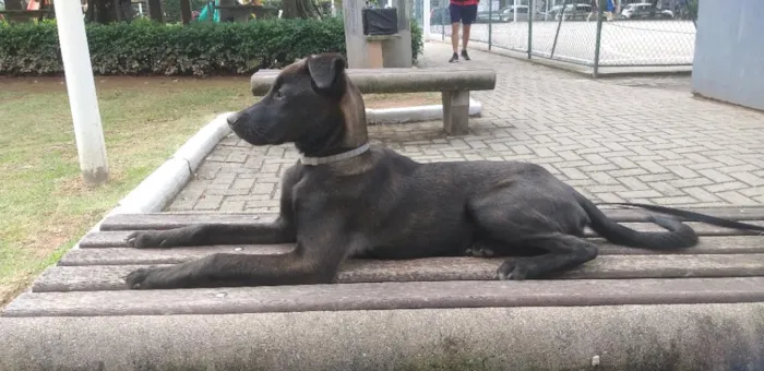 Cachorro raça SRD-ViraLata idade 2 a 6 meses nome Café