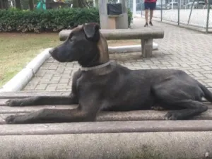 Cachorro raça SRD-ViraLata idade 2 a 6 meses nome Café
