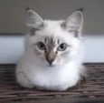 Cora