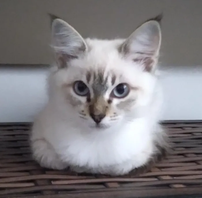 Gato raça SRD-ViraLata idade Abaixo de 2 meses nome Cora