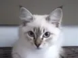 Cora