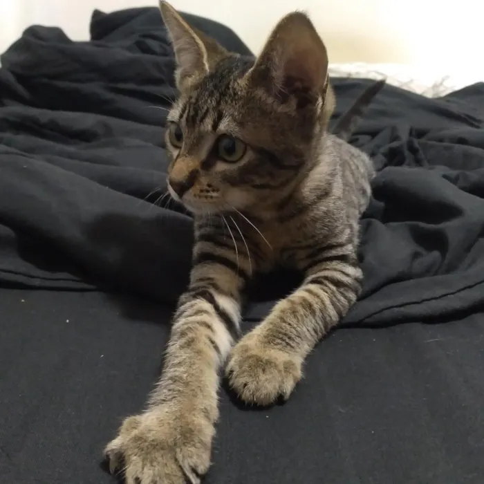 Gato raça SRD-ViraLata idade Abaixo de 2 meses nome Bob