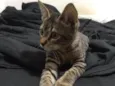 Bob