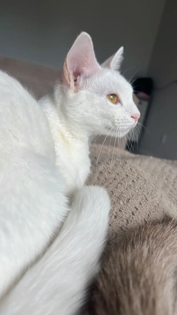 Gato raça SRD-ViraLata idade 7 a 11 meses nome Luna