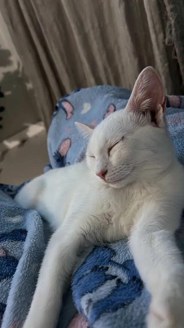 Gato raça SRD-ViraLata idade 7 a 11 meses nome Luna