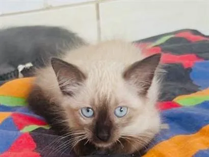 Gato raça SRD-ViraLata idade 2 a 6 meses nome Luna