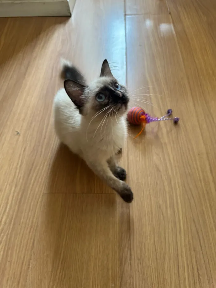 Gato raça SRD-ViraLata idade 2 a 6 meses nome Luna