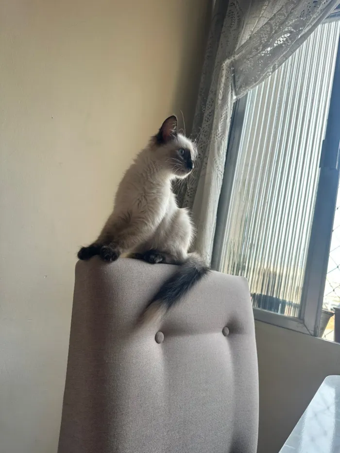 Gato raça SRD-ViraLata idade 2 a 6 meses nome Luna