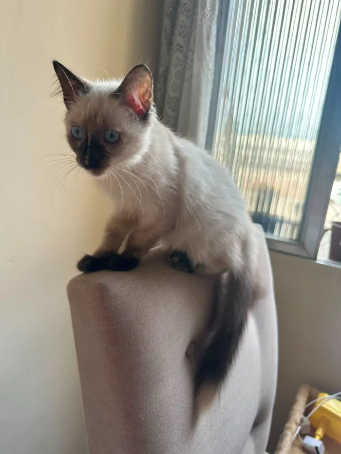 Gato raça SRD-ViraLata idade 2 a 6 meses nome Luna